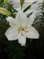 [5326 Premium Blond VWS No01.JPG]